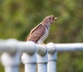 A Juvenile Sparrow Hawk - Accipiter Nisus - Having a Hunting Break