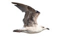 Juvenile specimen of Yellow-legged gull Larus michahellis in flight Royalty Free Stock Photo