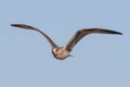 Juvenile specimen of Yellow-legged gull Larus michahellis in flight Royalty Free Stock Photo
