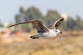 Juvenile specimen of Yellow-legged gull Larus michahellis in flight Royalty Free Stock Photo