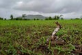 Juvenile Spectacled Cobra on green grass having landscape background