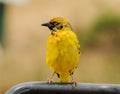 Juvenile Speke`s Weaver bird Royalty Free Stock Photo