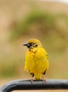 Juvenile Speke`s Weaver bird Royalty Free Stock Photo