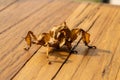 Juvenile spiny leaf insect