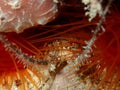 Juvenile Spiny Lobster between Clams Florida Keys