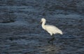 A juvenile Spoonbill, Platalea leucorodia, standing at the edge of the sea. It is feeding as the tide comes back in.