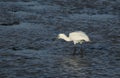 A juvenile Spoonbill, Platalea leucorodia, standing in the sea and feeding as the tide comes back in.