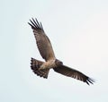 Juvenile Spotted Harrier hunting