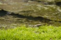 Juvenile Spotted Sandpiper Foraging in the Grass