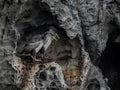 Juvenile Spotted Shags in Nest
