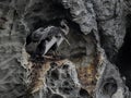 Juvenile Spotted Shags Test Wings