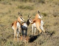 Juvenile Springbok Antelope Royalty Free Stock Photo