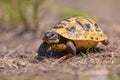 Juvenile Spur-thighed tortoise