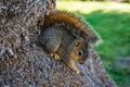 A juvenile squirrel with a large fluffed-out tail sits on a palm tree root. Side view of a small California ground squirrel Royalty Free Stock Photo