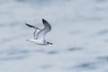 A juvenile or 1st Year, Mediterranean Gull seagull in flight . Royalty Free Stock Photo