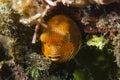 Juvenile Star Puffer Arothron stellatus Royalty Free Stock Photo