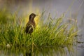 Juvenile starling bird on a grassy swamp in the Netherlands