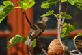 Juvenile starling in fig tree
