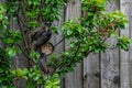 Juvenile starling, sturnus vulgaris, perched amongst cherry tree branches demanding food