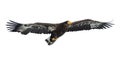 Juvenile Steller`s sea eagle in flight. White background. Royalty Free Stock Photo