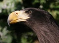 Juvenile Steller's Sea Eagle Portrait