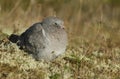 A juvenile Stock Dove, Columba oenas, resting in the sand dunes on the Norfolk coastline.