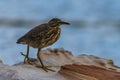 Juvenile Striated Heron hunting by the bay on a rainy day