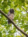 Juvenile Stygian Owl looking down