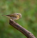 Juvenile Subalpine Warbler on a log