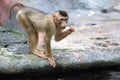 Sunda-pig tailed macaque offspring Royalty Free Stock Photo