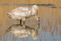 Juvenile Swan foraging in a pond.