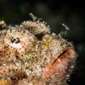 juvenile tasseled scorpionfish head closeup with shrimp Royalty Free Stock Photo