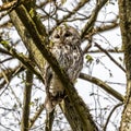 Juvenile tawny owl, Strix aluco perched on a twig