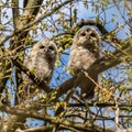 Juvenile tawny owls, Strix aluco perched on a twig