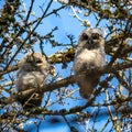 Juvenile tawny owls, Strix aluco perched on a twig