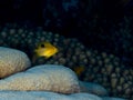 Juvenile Three Spot Damsel, Stegastes planifrons. Bonaire. Caribbean Diving holiday Royalty Free Stock Photo