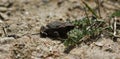 Juvenile Toad in long dry yellow grass stalks Toad Common Toad Bufo bufo Royalty Free Stock Photo