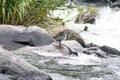 Torrent duck in a river Royalty Free Stock Photo