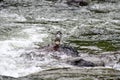 Torrent duck in a river Royalty Free Stock Photo