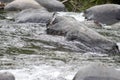 Torrent duck in a river Royalty Free Stock Photo