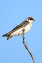Juvenile Tree Swallow Royalty Free Stock Photo