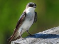 Juvenile Tree Swallow Bird Perched on Roof of a Bird House Royalty Free Stock Photo