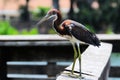 Juvenile Tricolored Heron Bird Royalty Free Stock Photo