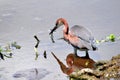 Juvenile tricolored heron bird in water in wetland Royalty Free Stock Photo