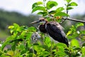 Juvenile Tricolored Heron (Egretta tricolor) Royalty Free Stock Photo