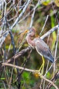 Juvenile tricolored heron perching on a tree branch.Anhinga trail.Florida.USA Royalty Free Stock Photo