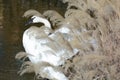 flapping trumpet swan Royalty Free Stock Photo