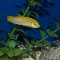 Juvenile Two Spot Hogfish Closeup