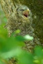 Juvenile ural owl yawns