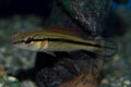Juvenile Venezuelan Pike Cichlid Crenicichla sp. `Venezuela`